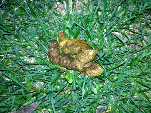 What Is My Pet's Poop Telling Me? - Raw Pet Food - Natural ...